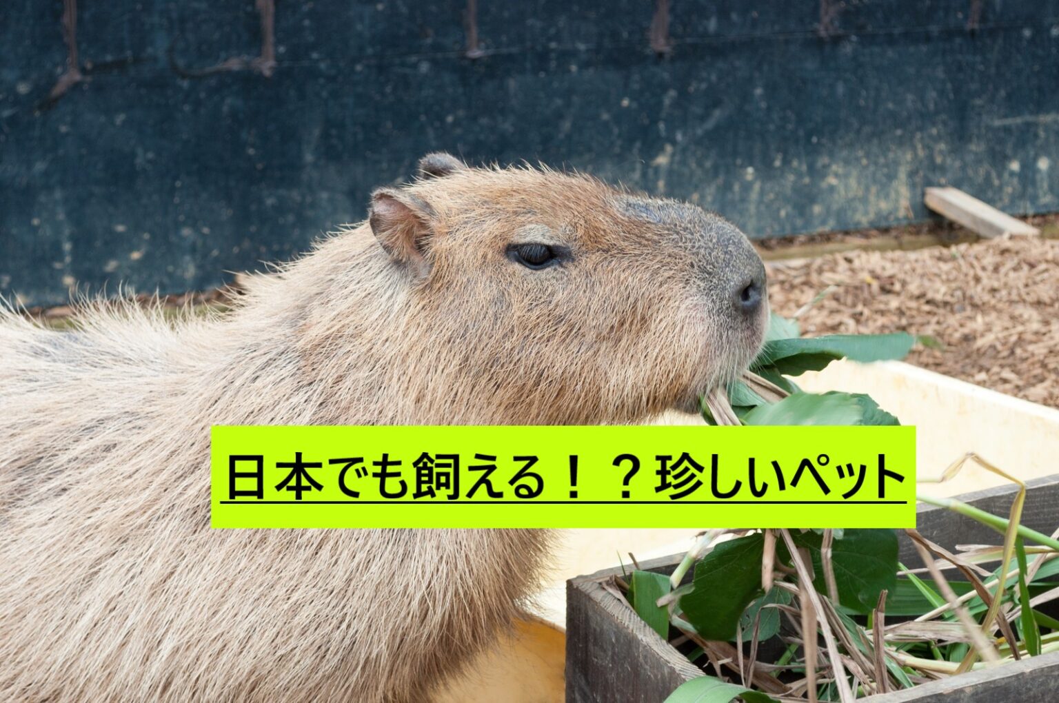 日本 で 飼える 珍しい ペット