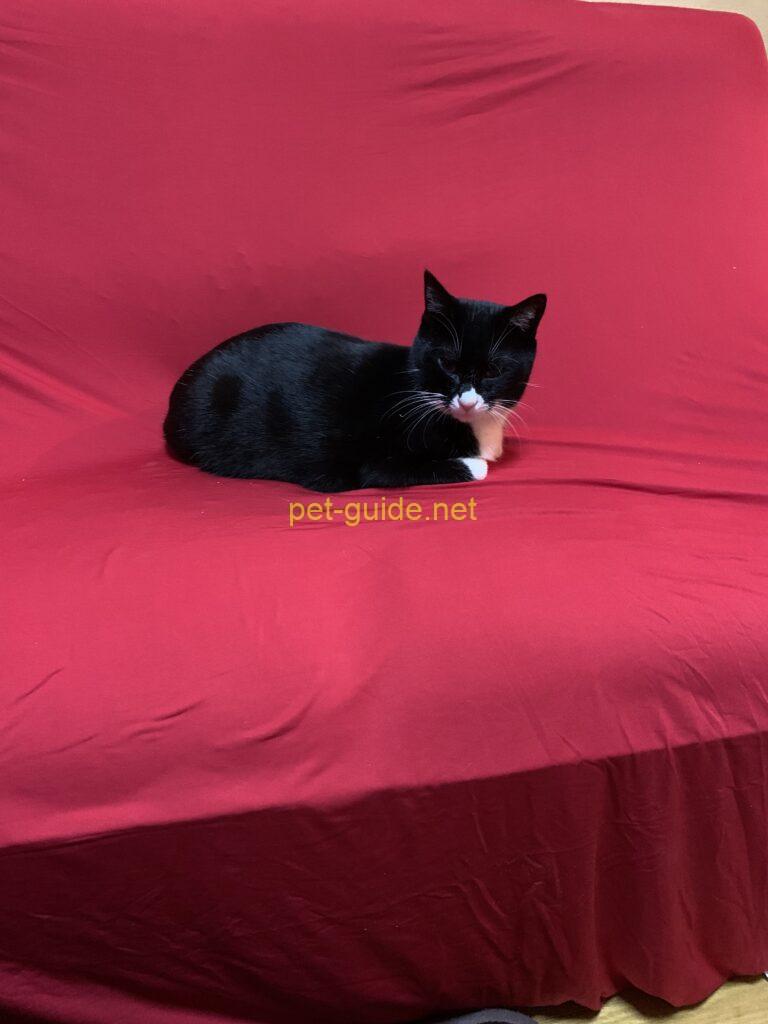 落ち着いた猫