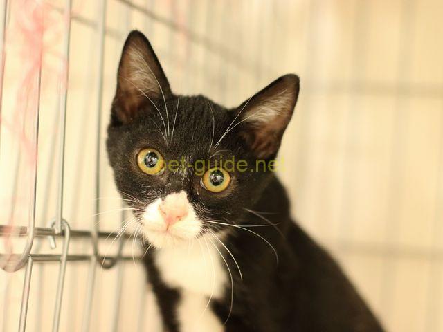 寂しそうな表情の猫