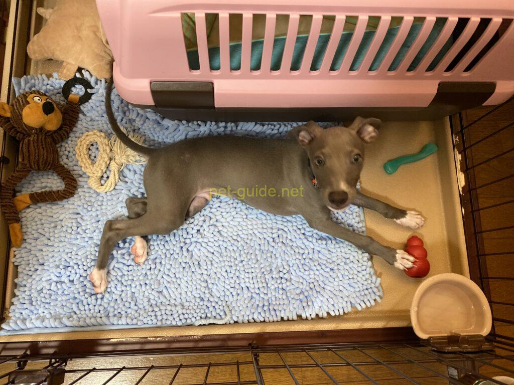 ケージの中でくつろぐイタリアングレーハウンド