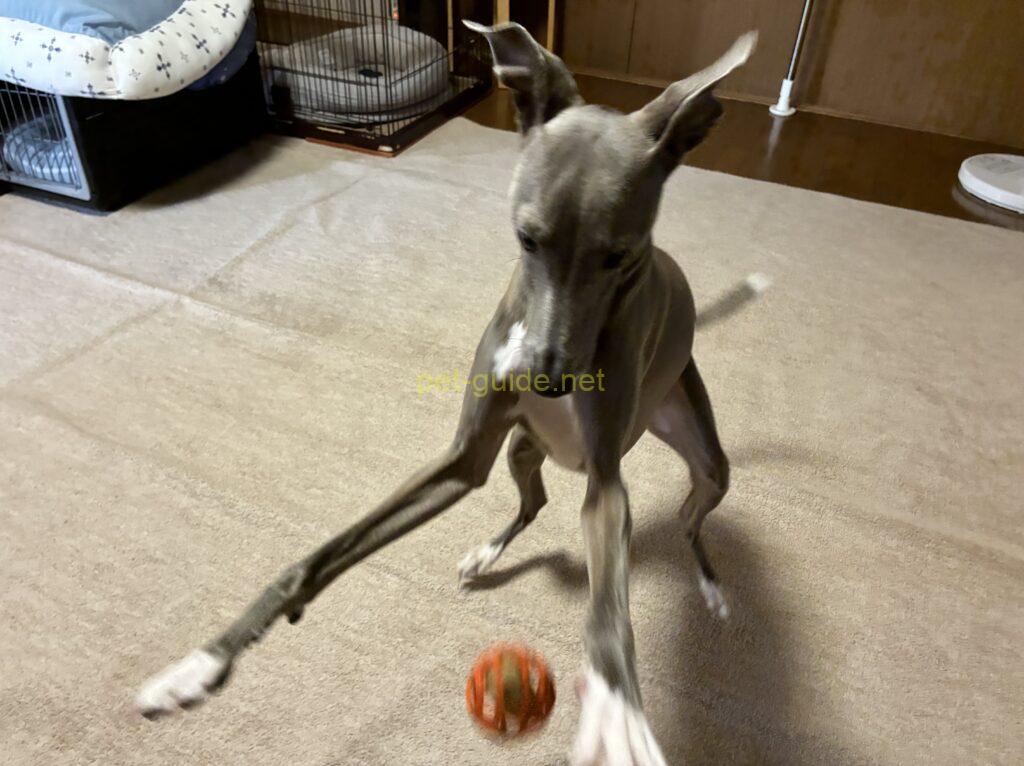 元気に遊ぶイタリアングレーハウンド