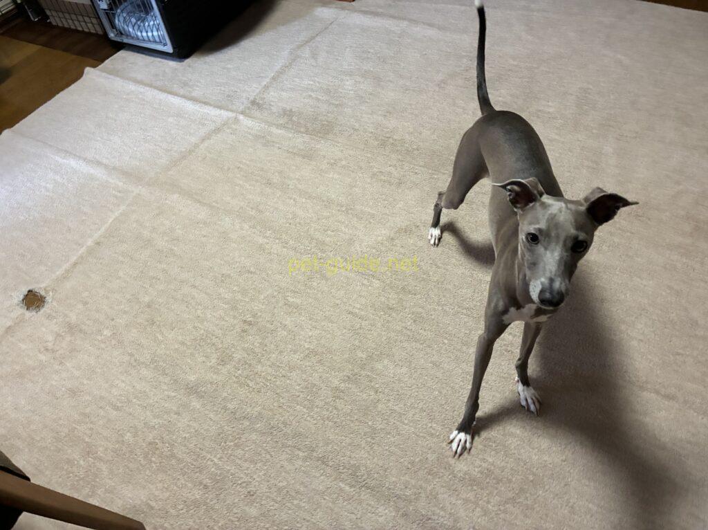 カーペットの上を歩くイタリアングレーハウンド